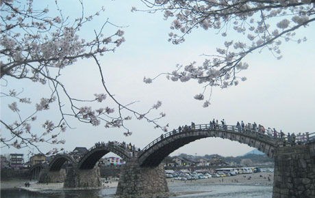 桜と錦帯橋。多くの観光客で橋上が賑わっています